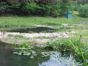 Streambank and Wetland Restoration