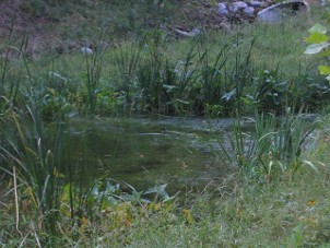 Streambank and Wetland Restoration